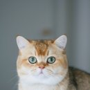 펫더헤븐 이미지