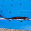 정가네 어탕 이미지