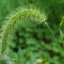 강아지오요요 이미지