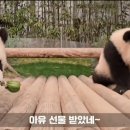 바오고스 이미지