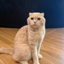 카페 커피캣 이미지