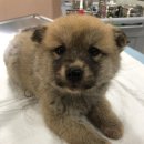 강아지 마을회관 이미지