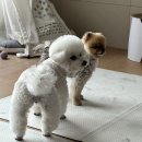 베스트프렌드 동물병원 이미지