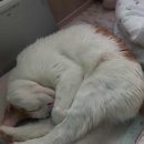 쿠키드시우