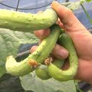 이용식농장 이미지