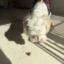 아이도그 | 강아지수제간식쇼핑몰 추천 도그말리온 오리목뼈, 우족 후기