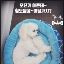용인보건당약국 | 용인 심장사상충 펫 동물약국 &#34;용인보건당약국&#34; 후기