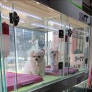 멍멍이랑 호호아줌마 이미지