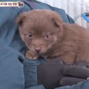 동물농장 Daum카페