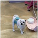 우리 펫 살롱 이미지