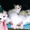 랙돌캐터리파이널돌 이미지