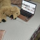 하이얀세탁 | 허리가 편한 탄탄한 접이식토퍼 하이얀토퍼 실사용 후기