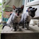 그루밍 타임 이미지