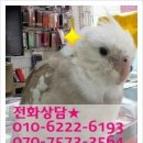폰153 이미지