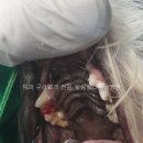 서초힐스동물병원 이미지