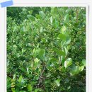 와우농장 이미지