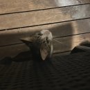 하프 | 모리셔스 신혼여행🌴 더 웨스틴 터틀베이 리조트&amp;스파 조식·석식 하프보드 솔직후기