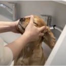 블루멍 펫 테라피 이미지