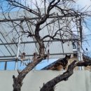 현완단겸상추튀김(우산점) 이미지