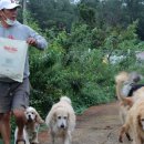 놀다가개 이미지