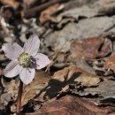 변산바람꽃(이명 : 겹변산바람꽃. 분홍변산바람꽃). (희귀. 특산식물) 이미지