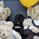 야옹아 멍멍해봐 계림점 이미지