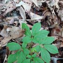 구정선물ㆍ강원 장뇌(산양)산삼 이미지