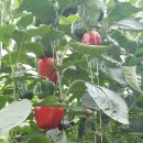 가야산농장 이미지