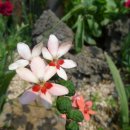 가람농원 이미지