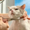 고양이 무마취미용&호텔 무냥무냥 부산서면점 이미지