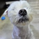 주둥이 - 당진시 | [제품제공] 차롱멍밥 강아지 연어 화식 비주얼 폼 미쳤다;; 주둥이 노래지도록 폭풍 흡입한 솔직 후기