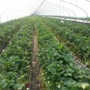 옥종농장 이미지