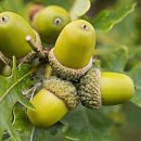 도토리 이미지