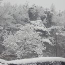 녹색농심인삼마을 이미지