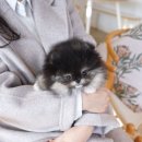 부산강아지분양 테디럽 명지본점 이미지