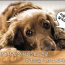 시니어펫 이미지