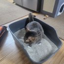 소심한호랑이 고양이 편백 카사바 벤토나이트 세심모래 후기 고양이 모래