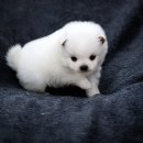 복실복실 이미지