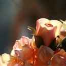 인간과허브 이미지