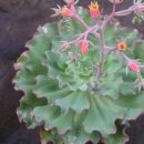 캉캉(Echeveria hybrid mauna loa') 이미지