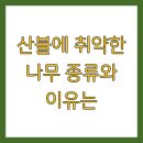 산불에 취약한 나무 종류와 이유는