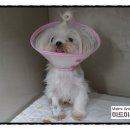 소망동물병원 이미지