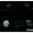 진명농원 이미지