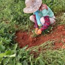 영광비니루 이미지