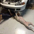 백두카센타 이미지