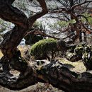 소나무병원 이미지