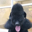 개미애견미용실 이미지