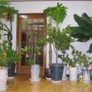 몽키바나나 이미지