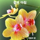 9세기 아일랜드 王의 충고(忠告) 이미지