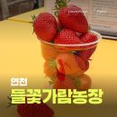 가람마트 | 연천 | 들꽃가람농장 딸기농장 수확+ 딸기 크로플 만들기 체험 아이와 가볼 만한 곳 ෆ